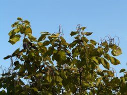 catalpa against the blue sky