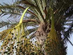 date palm with hanging fruits, tunisia