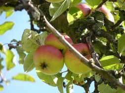 autumn apple tree