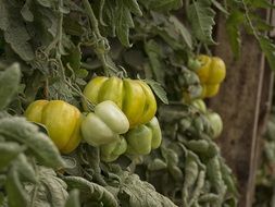 green tomatoes in the vegetable garden