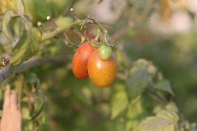 tomatoes on a bush in the garden