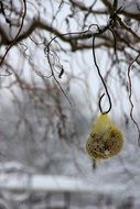 forage on a tree among the winter landscape