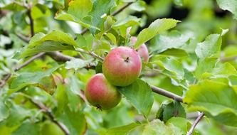 apples among green leaves on a tree