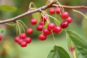 Red berries on the tree in forest in the autumn