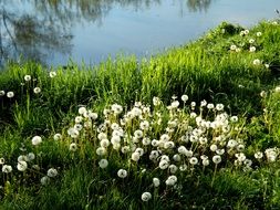 small field with dandelions