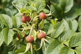 rose hip fruits in late summer