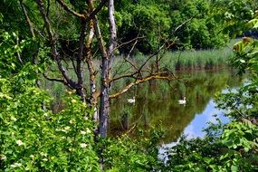 lake with swans in the forest
