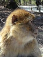 a photo Barbary ape