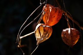 physalis alkekengi, dry plant with fruit in darkness