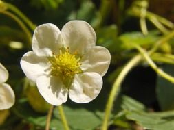 Closeup portrait of strawberry flower