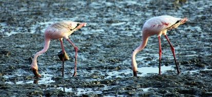 flamingos on Indian soil