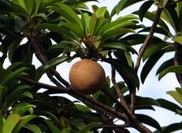 chikoo sapota on tree