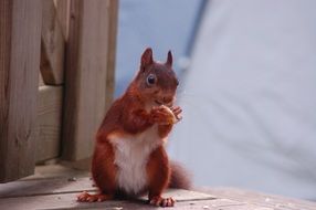 Red eating squirrel in nature