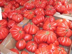 Mediterranean bright tomatoes