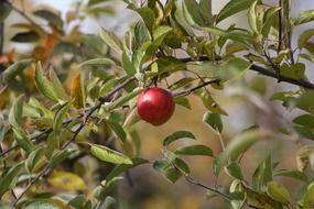 one burgundy apple on a branch