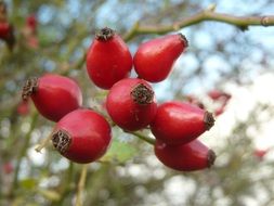 red rose hip fruit