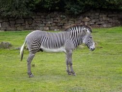 wild zebra in a pasture in a reserve in Africa