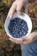 fruit blueberries