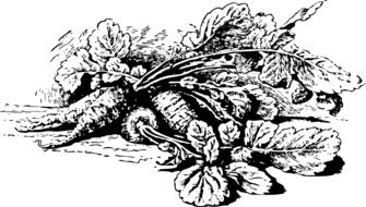 black and white radish drawing