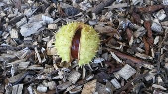 chestnut in prickly shell on dry ground