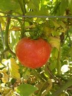 big red tomato ripening on plant