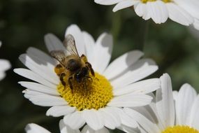 bee collect nectar on a camomile