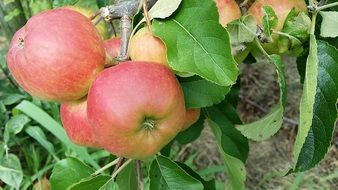 apple fruits on branch at summer