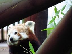 portrait of cute red panda eating