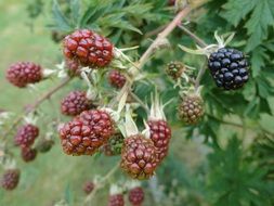 unripe blackberries on plant