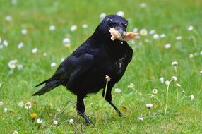 Raven bird with food in its beak