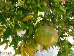 pomegranate apple on a tree in france