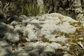 lichen moss fouling nature plant