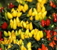 red and yellow small peppers on plant