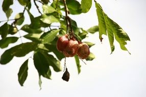 fruit on a tree branch in the caribbean