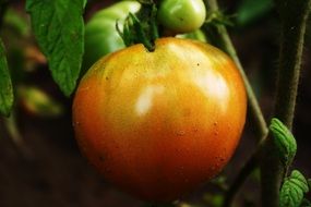yellow-red organic tomato on a branch