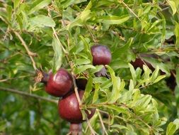 pomegranate nature fruit