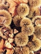 prickly chestnuts among dry foliage