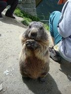 groundhog begging on the street