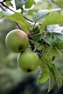 Two green apples on a branch