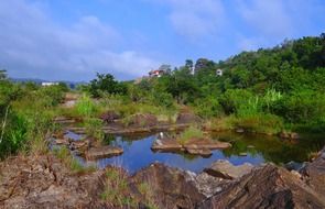 evergreen forest at sharavati river, India, Karnataka