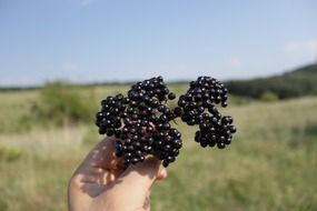 black berries ebulus ripe sambucus fruit