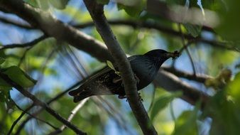 starling on a branch