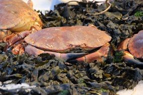 crabs on the fish market