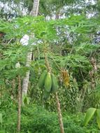 papaya is a tropical fruit