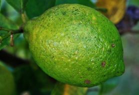 Photo of green lime