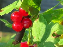 red currant berries on a branch of a bush