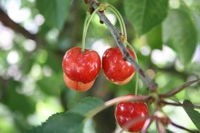 Sweet red cherries on the tree