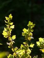 gooseberry bush in light at dark background