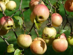 ripe apples on the tree branch