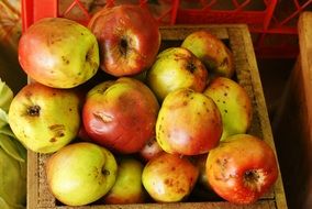 Healthy apples in a basket